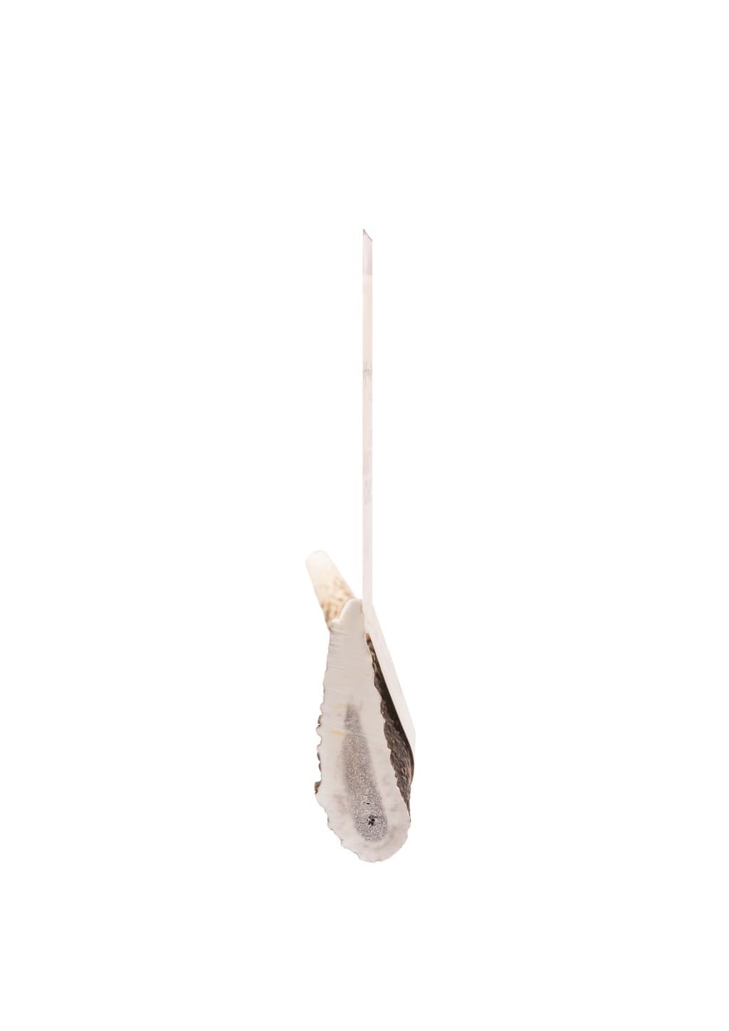 Deer Antler Chew - Large 3